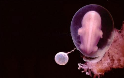精子<em>进入女人身体</em>形成胎儿的神奇照片 看完你
