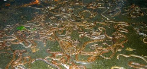 重庆秀山有神秘死湖万蛇盘踞