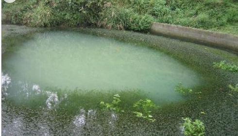 重庆秀山有神秘死湖万蛇盘踞