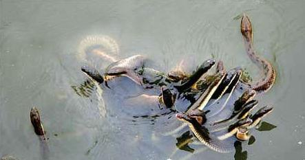 重庆秀山有神秘死湖万蛇盘踞