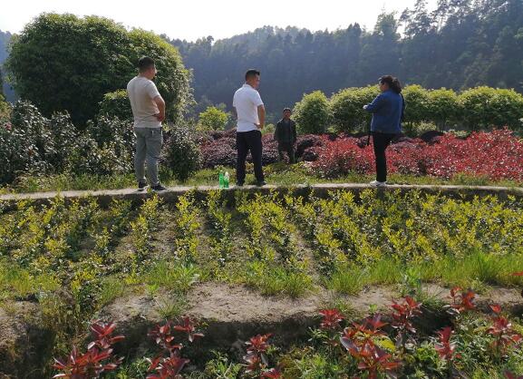 重庆綦江:"90后"村书记的蜕变之路