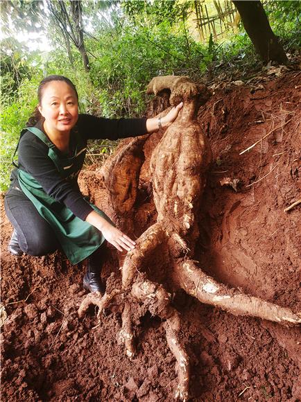 铜梁"小葛根"撑起种植户的致富梦