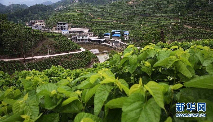 乡村振兴在行动丨石头山“长”出绿色产业看重庆石漠化土地如何“披绿生金”
