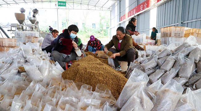 重庆黔江：羊肚菌制种忙