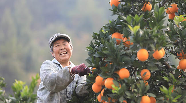 重庆秀山：脐橙成熟采摘忙