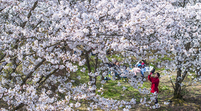 重慶南川：櫻花綻放春色濃