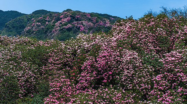 繁花中國丨重慶南川：金佛山上杜鵑香