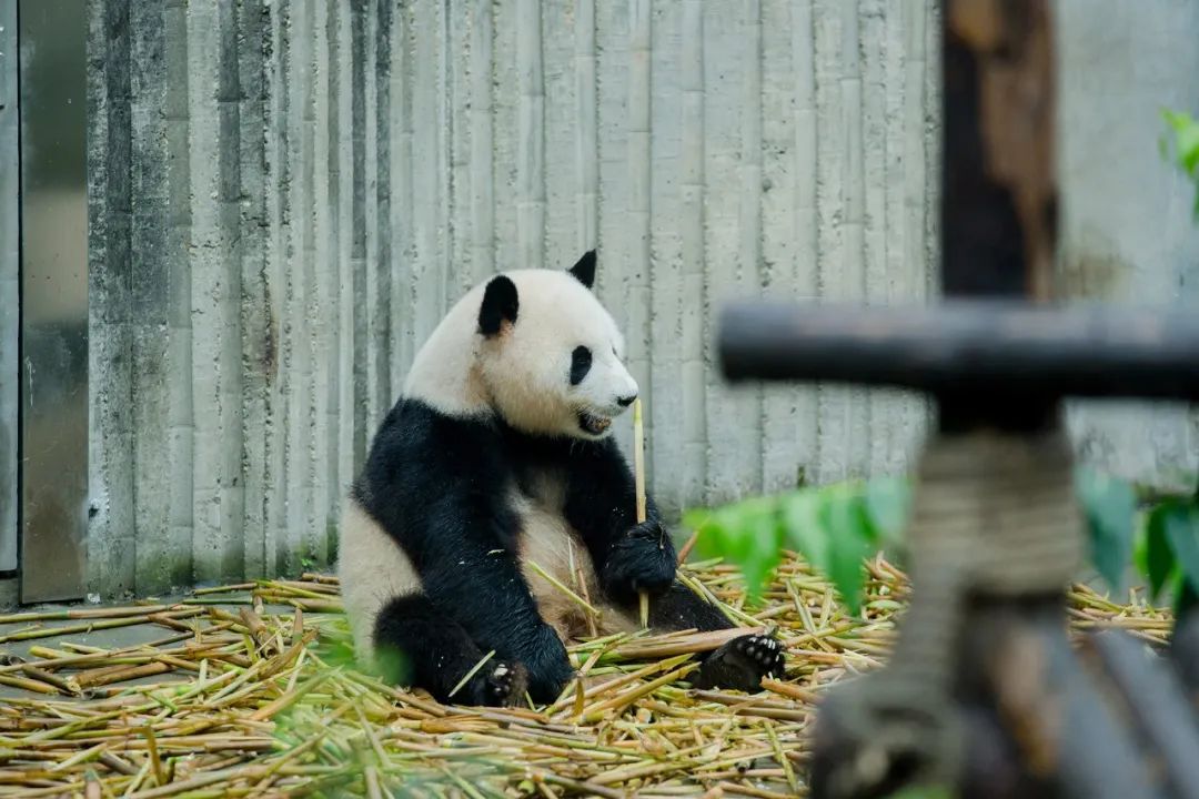 摄图网_501355193_banner_国宝大熊猫（企业商用）.jpg