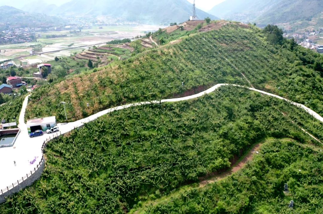 长梁村秋月梨基地一角。.jpg