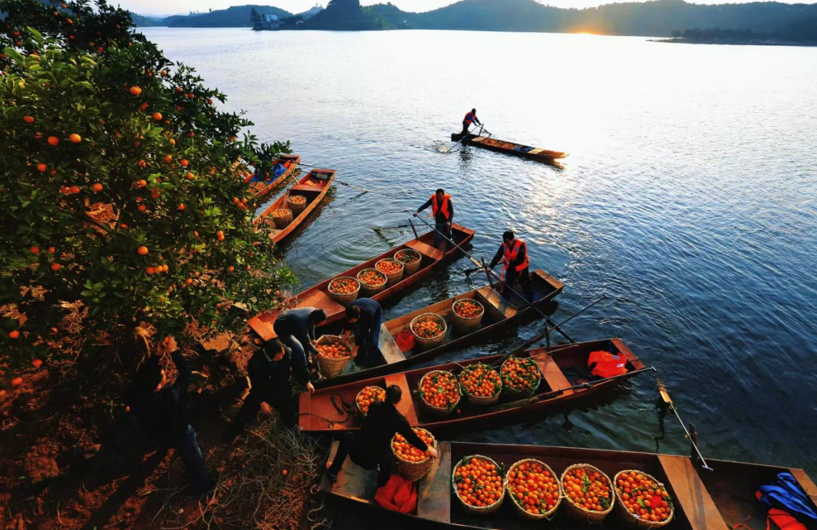 һ�ź�ȵ�&ldquo;�����ó�&rdquo;���Ӻ���֦ͷ&ldquo;��&rdquo;��ǧ����