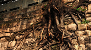 重慶老城墻下的黃桷樹