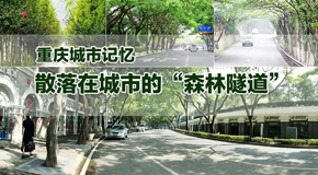重慶&ldquo;森林隧道&rdquo;不完全記錄