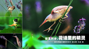 荷塘裏的精靈黃葦鳽