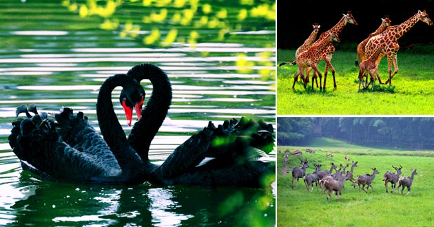 新华重庆旅游 | 重庆旅游