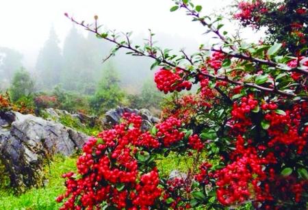 重庆旅游-重庆景区图片