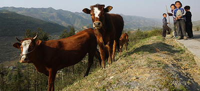 重庆农村生活往事:童年时候的放牛生活