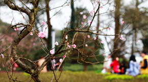 主城氣溫回暖春花滿山城