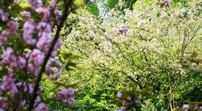 南山櫻花盛開美不勝收