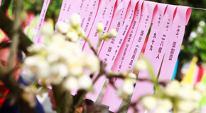 帶你領略重慶最隱秘的春花