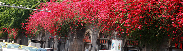 重慶入夏 怒放三角梅變身&ldquo;鮮花城墻&rdquo;奇景
