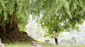 重慶深山現巨型&ldquo;千年白果樹&rdquo;