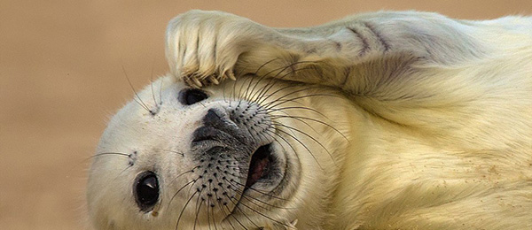 5年内所有县要建残疾人辅助性就业机构