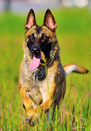 特別的戰士&mdash;&mdash;實拍武警重慶總隊警犬班