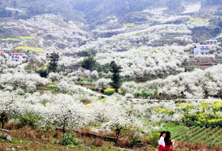 合川双凤观花：莫摘李花繁满枝