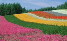 重庆市綦江区特色效益农业招商引资项目推介暨