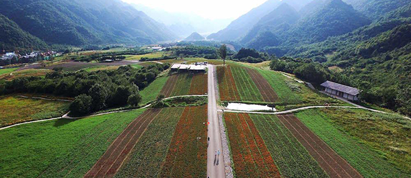 【“飞阅”中国】航拍重庆高山草场红池坝 感受夏日云中花海