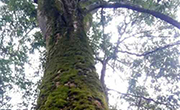 黔江区：白土乡发现百年含笑树