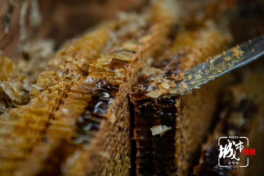驱走蜜蜂后，用蜜刀轻轻铲下蜂格，美味的蜂蜜便附着其上。近年来，东安镇通过发展养蜂业实现农户增收，每桶蜂可创收1000元左右。新华网 李相博 摄
