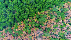 航拍重慶武陵山區&ldquo;五彩林&rdquo;