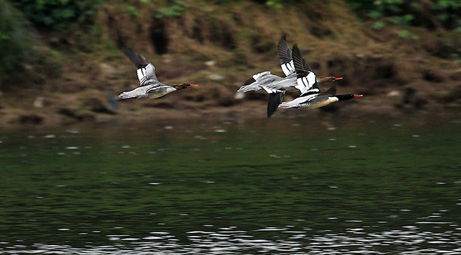 中華秋沙鴨在重慶過冬