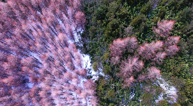無人機之旅|航拍重慶貓兒背 冬季枯木遇上初春白雪