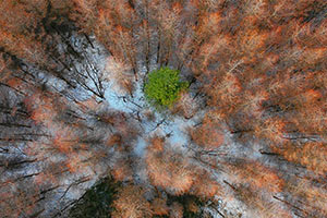 航拍貓兒背 冬季枯木遇上初春白雪
