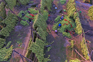 航拍涪陵榨菜制作 &ldquo;風脫水&rdquo;場景震撼