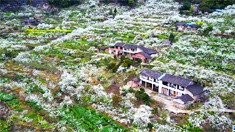 梁平李花綻放 似漫山&ldquo;春雪&rdquo;