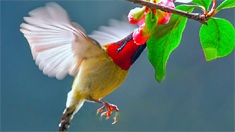 春來拍鳥 這些技能你知道嗎？