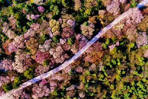 無人機之旅|春到雲龜山 櫻花滿枝頭