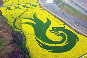 春回大地滿目綠 鳥瞰重慶萬畝油菜花田