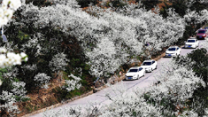 重慶巫山曲尺李花盛開