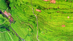 航拍重慶涪陵榨菜園