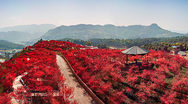 航拍重慶南湖多彩植物園 感受最“紅”春景