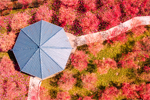 航拍重慶南湖多彩植物園 感受最&ldquo;紅&rdquo;春景
