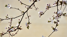 春來花開 如何拍出花卉高級美