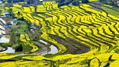 重慶綦江千畝梯田油菜花開