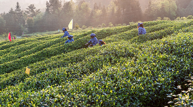 清明至採茶忙 重慶多地進入採茶旺季