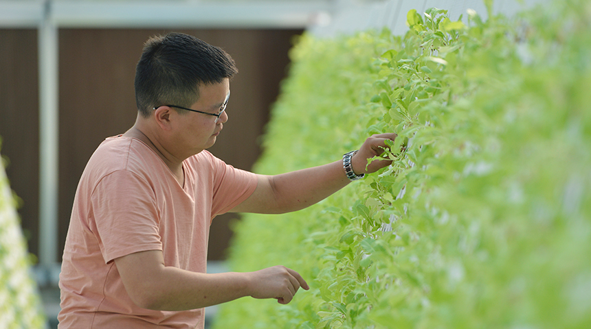 氣霧栽培：&ldquo;西部菜都&rdquo;的現代農業新嘗試