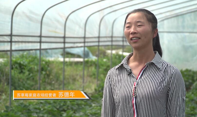 蘇草莓家庭農場主蘇德年介紹村子變化